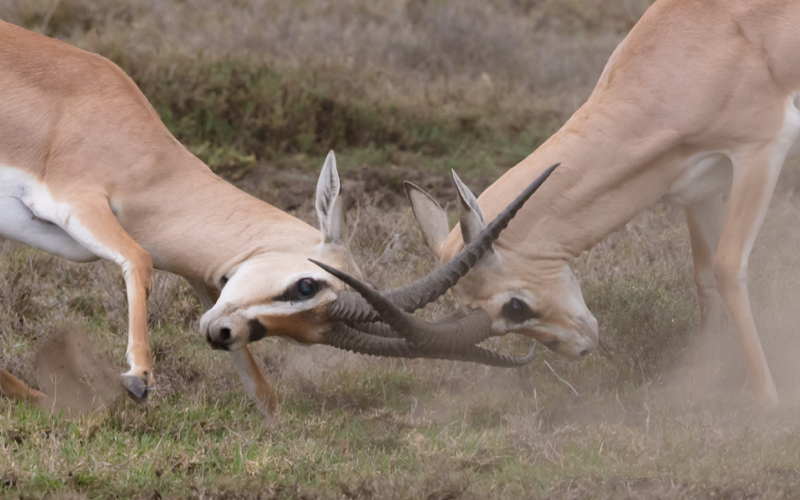 Running Towards Conflict banner image